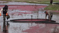 Cranberry farmers turning old bogs into wetlands