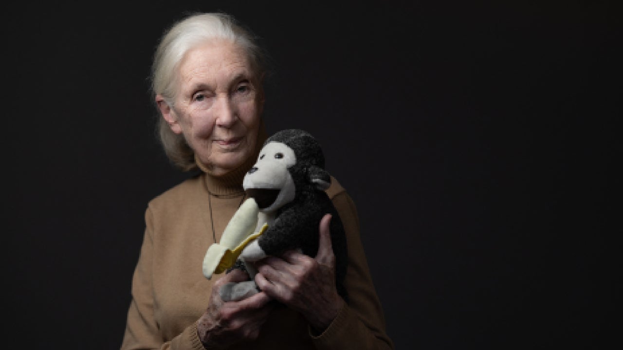 Murió Jane Goodall, la primatóloga que revolucionó el estudio de los chimpancés