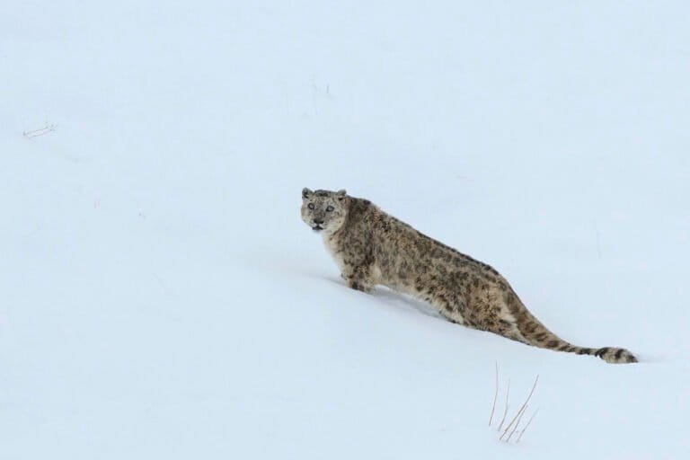 International Snow Leopard Day: Conservation and coexistence in India and Nepal