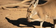 ¿Canguros zurdos?: por qué esta sorprendente preferencia manual revoluciona lo conocido sobre la evolución animal
