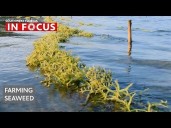 Seaweed: The crop of Florida’s future?