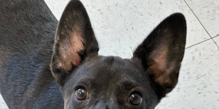 Queremos presentarle a nuestra mascota de la semana, Lil’ Dumbo.
