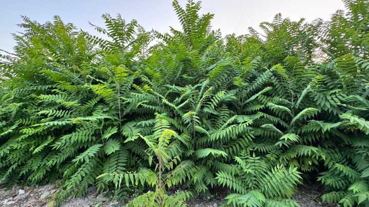How To Control The Tree Of Heaven In Your Yard & Prevent Spreading