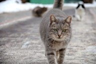 Free spay/neuter event for feral cats available in Santa Rosa County
