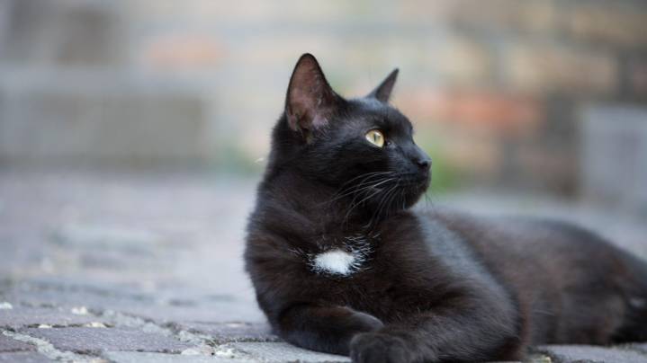 Halloween y gatos negros: razones por las que corren peligro
