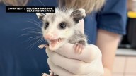 Pelican Harbor Seabird Station receives orphaned Virginia opossum