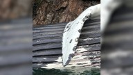 'Very sad and tragic': Humpback whale found dead off Keats Island, B.C.