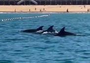 Los delfines se dan un baño en La Concha