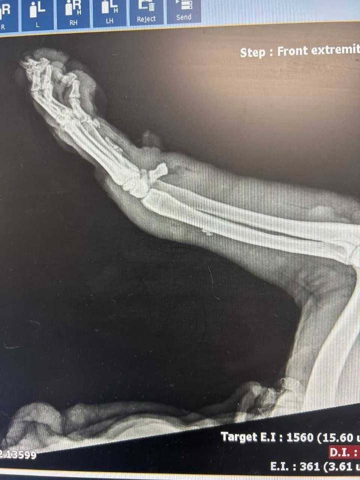 Youngstown dog found shot, at risk of leg amputation