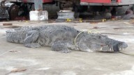 Capturan a Más de 20 Cocodrilos en Ciudad Madero Luego de Inundaciones