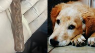 Investigan Presunto Caso de Gusano Barrenador en Perro al Sur de Veracruz; Suman Dos este Mes