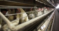 Bird flu appears to be spreading in egg-laying chickens in northeast Indiana