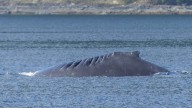 Prince of Whales boat hits humpback whale in ‘surprise encounter’