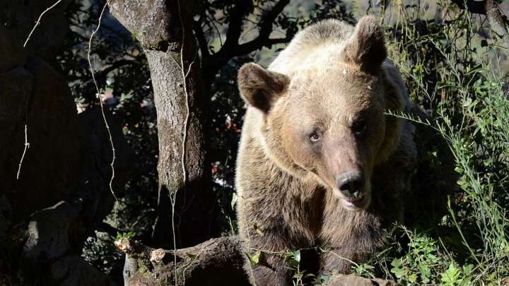 Un trágico encuentro: un hombre pierde la vida a manos de un oso en plena recolección de hongos en el bosque