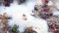 NSU researches warn about coral bleaching off the coast of South Florida