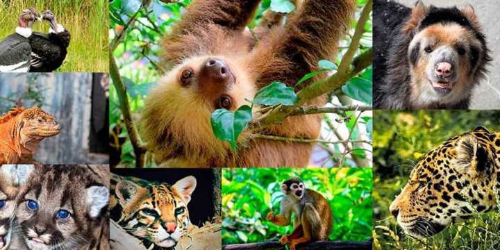 Bogotá y Cundinamarca, epicentro del tráfico ilegal de fauna silvestre en...