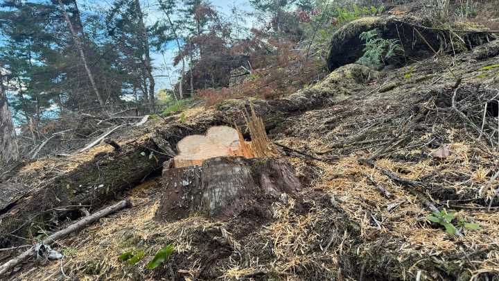 CAR sanciona tala ilegal de 120 árboles en Pacho y reitera la obligatoriedad de permisos forestales