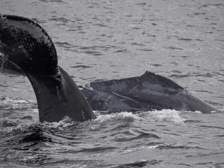 Cría de ballena jorobada logra liberarse tras quedar atrapada en una red en California