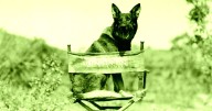 AI Is Even Putting Animal Actors Out of Work