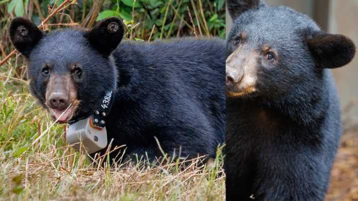 12 orphaned black bear cubs returned to the wild in North Carolina