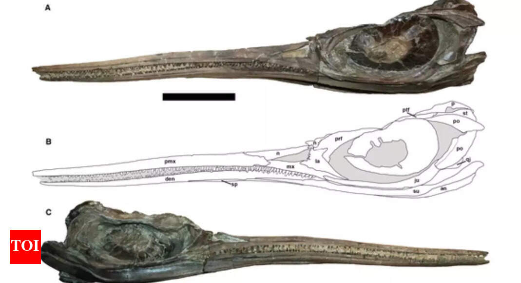 Newly discovered Jurassic 'sword dragon' sheds light on Ichthyosaur Evolution