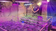 Desmantelan un invernadero clandestino de marihuana en Avellaneda