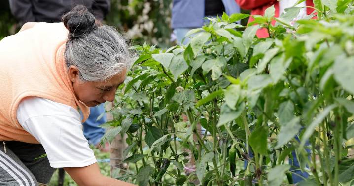 Productores chilangos apuestan por la Copa Mundial de la FIFA 2026 para elevar sus ventas