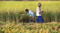 UP Farmers Reap Benefits: Paddy Procurement Crosses 44,000 MT; Yogi Govt Ensures 48-Hour Payments Under 2025–26 Marketing Season