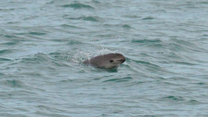 Detectan hasta 10 vaquitas marinas en el Alto Golfo de California