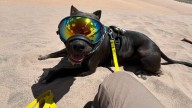 Oklahoma Dog On Euthanasia List Finds Hope And A New Life Thanks To A Life
