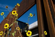 The US-Mexico Border Wall May Pose Perils to Pollinators