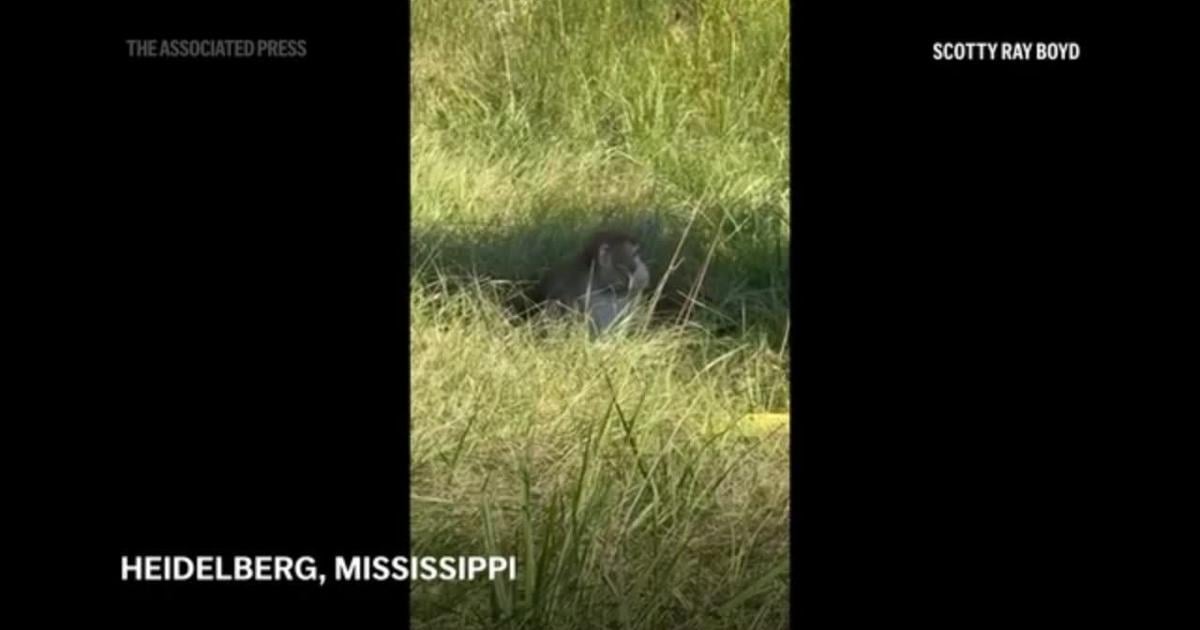 ‘Aggressive’ monkeys escape from overturned truck on Mississippi highway