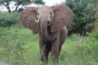 Tourists Were Enjoying Safari Trip. Elephant Guarding Babies Charged at Them