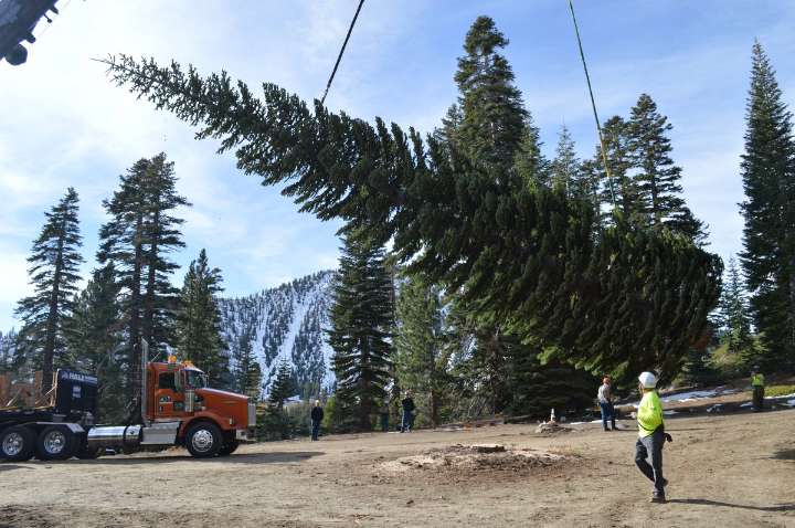 Trump administration brings Christmas tree from Sierra Nevada to White House