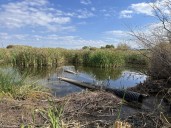 Beavers make a comeback in New Mexico—this time as climate allies, not pests