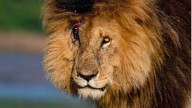 El líder de 900 leones en África: fue el león más longevo y famoso del mundo