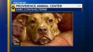 Shelter Me: Meet Rizzo from Providence Animal Center!