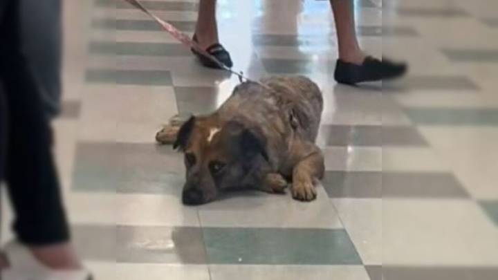 Oklahoma Dog Happily Heads Out For A Walk, Then Is Left Behind At A Shelter Without Warning