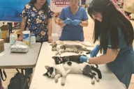 ¡Récord en BCS! Esterilizan 561 perros y gatos para blindar la salud pública