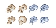 Un estudio plantea que los humanos evolucionaron el doble de rápido que los grandes simios