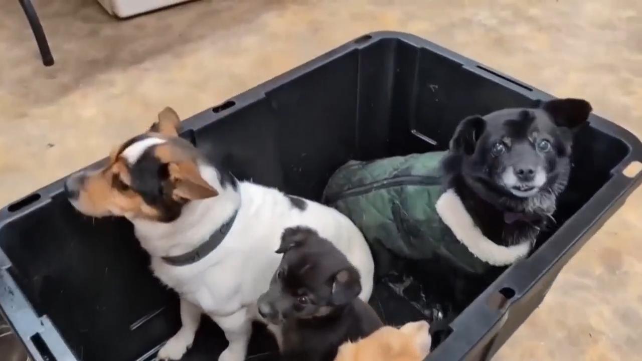 The other Alaska airlift: Volunteers save dogs from a flooded Alaska village, 1 tiny plane at a time