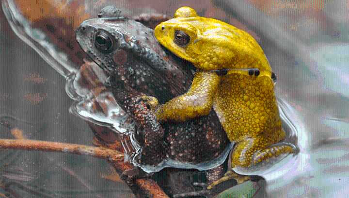 These Male Toads Spend 363 Days A Year A Dull Brown And Then For Just Two Days Turn Neon Yellow