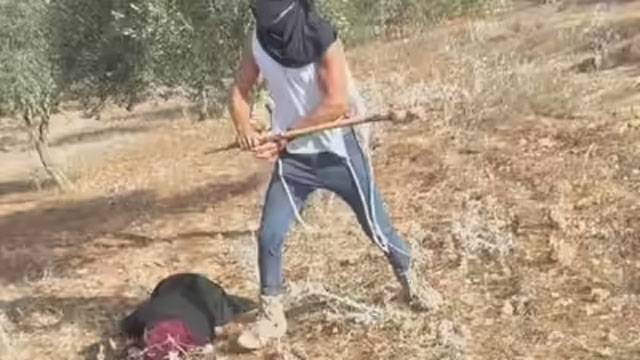 Palestinian woman hospitalised after settler attack during Olive harvest in West Bank