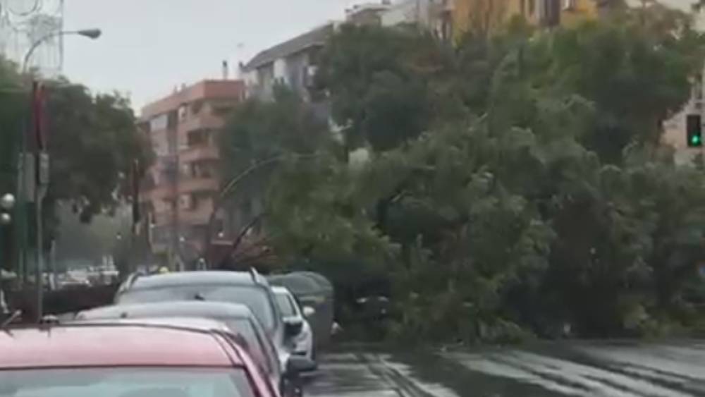 Cae un árbol de gran envergadura en la avenida Luis Montoto debido al fuerte temporal