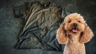 Con una remera vieja y rota, crea este hermoso y divertido juguete para perro