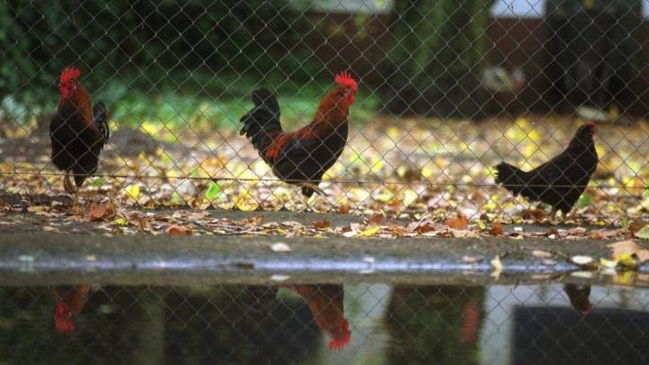 A la luz un nuevo foco de gripe aviar en una granja de gallinas ponedoras de Olmedo