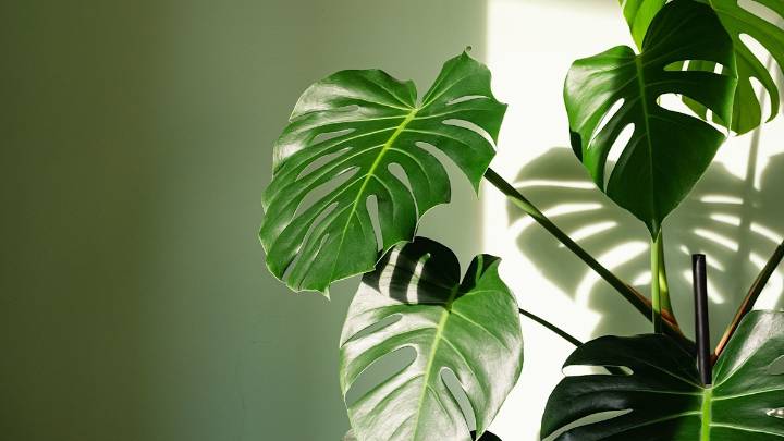 Monstera houseplant guide: how to care for your 'forgiving' cheese plant
