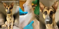 Kansas Humane Society asks for donations to cover wounded dog’s needed amputation
