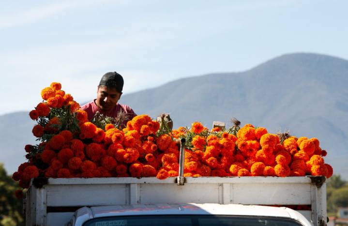 This orange flower cloaks Mexico during Day of the Dead. Climate change is putting it at risk