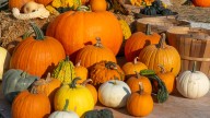 The Best Pumpkin Varieties To Grow If You're A Fall Baker